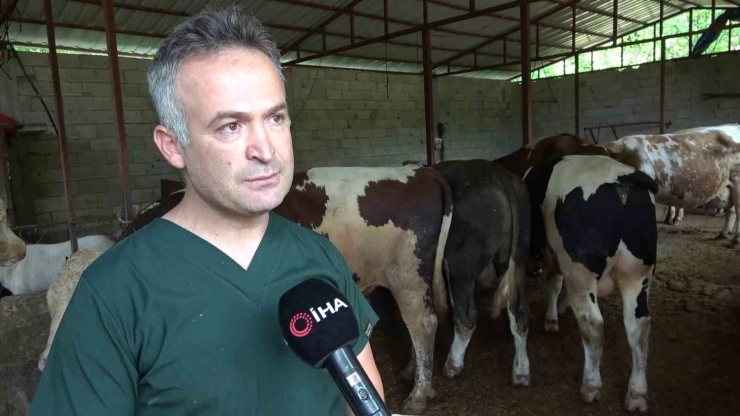Arı Sütü İneklerde Kısırlığı Tedavi Etti, Şimdi Sıra İnsanlarda