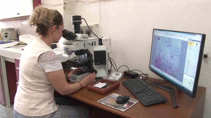 Arı Sütü İneklerde Kısırlığı Tedavi Etti, Şimdi Sıra İnsanlarda