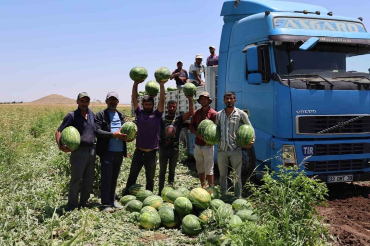 Diyarbakır Karpuzunda Hasat Devam Ediyor: Tarlada Kilosu 1-2 Lira
