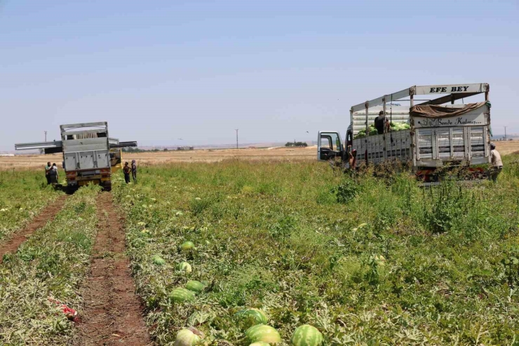 Diyarbakır Karpuzunda Hasat Devam Ediyor: Tarlada Kilosu 1-2 Lira
