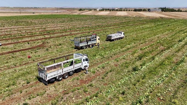 Diyarbakır Karpuzunda Hasat Devam Ediyor: Tarlada Kilosu 1-2 Lira