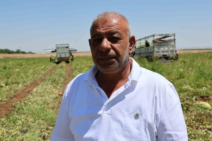 Diyarbakır Karpuzunda Hasat Devam Ediyor: Tarlada Kilosu 1-2 Lira