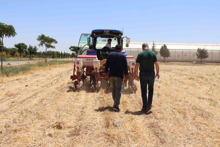 Şanlıurfa’da Anıza Doğrudan Mısır Ekildi