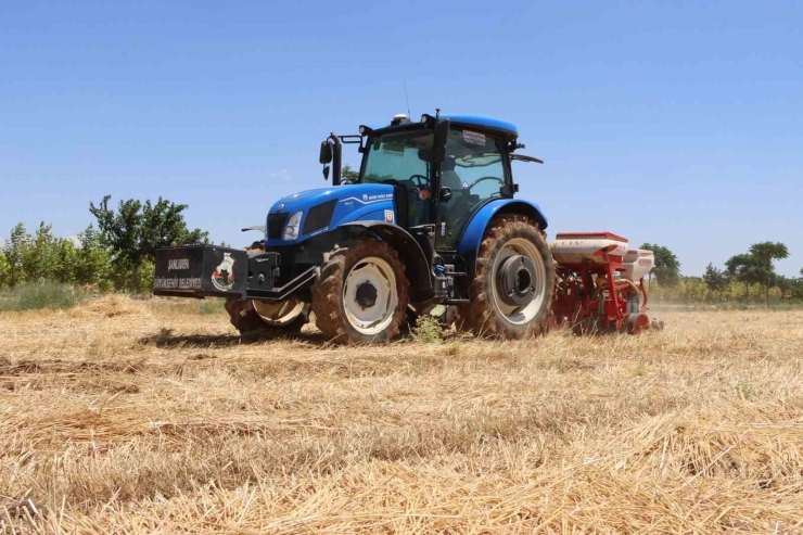 Şanlıurfa’da Anıza Doğrudan Mısır Ekildi