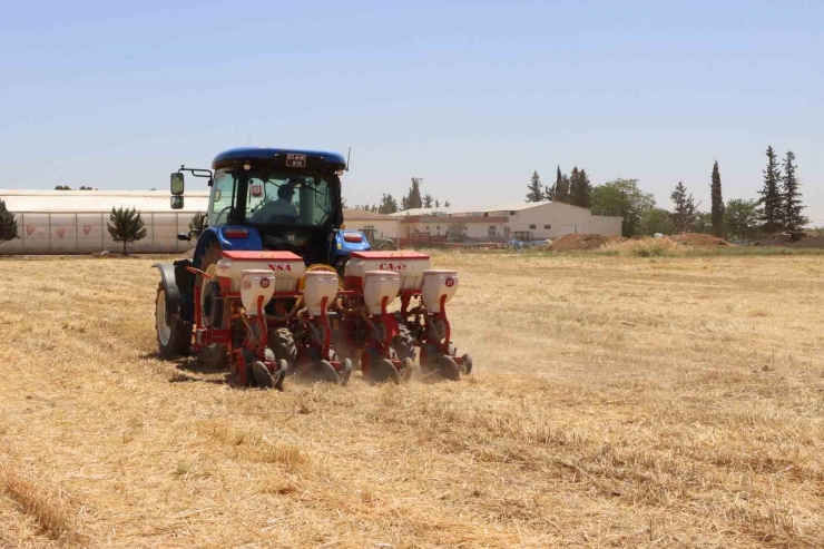 Şanlıurfa’da Anıza Doğrudan Mısır Ekildi