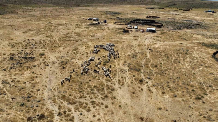 Diyarbakır’da Yaylada Kalan Besicilerin Hayvanlarına Tankerlerle Su Taşınıyor