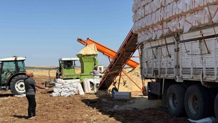 45 Derece Hissedilen Sıcak Havada Saman Yüklüyorlar