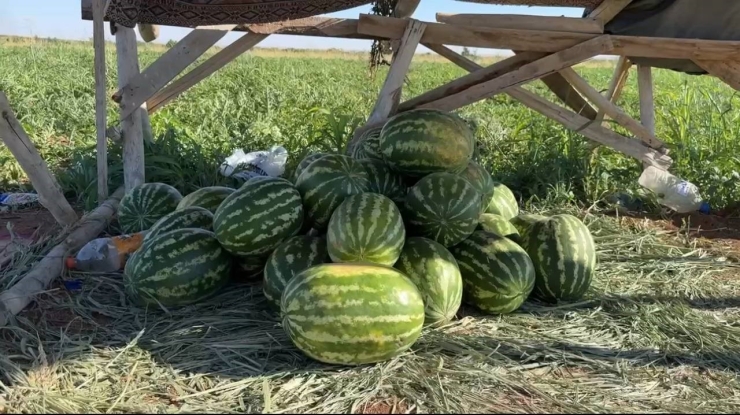 Suruç Ovası’nda Yerli Karpuzun İlk Hasadı Buruk Başladı