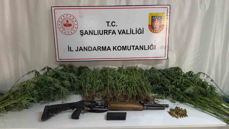 Şanlıurfa’da Jandarmadan Uyuşturucu Operasyonu
