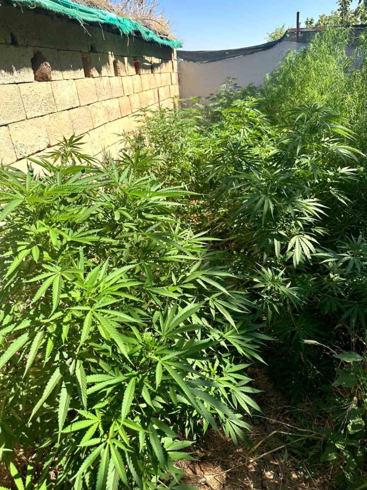 Şanlıurfa’da Jandarmadan Uyuşturucu Operasyonu