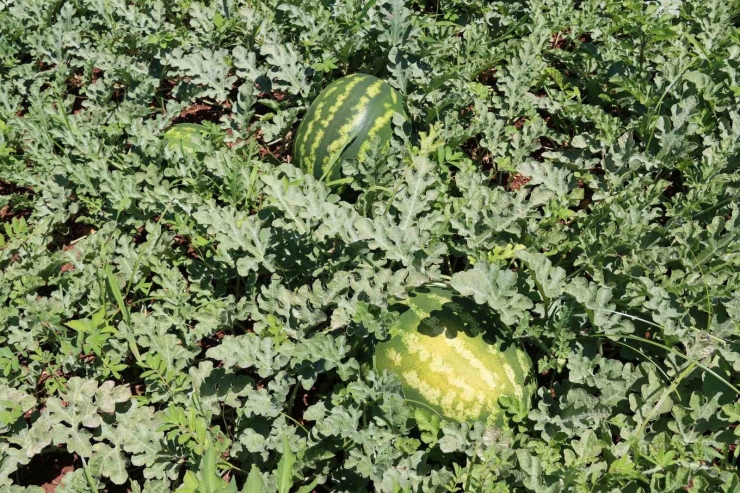 Türkiye’nin En Lezzetli Karpuzlarından Biri Şanlıurfa’da Yetişiyor