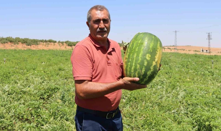 Türkiye’nin En Lezzetli Karpuzlarından Biri Şanlıurfa’da Yetişiyor
