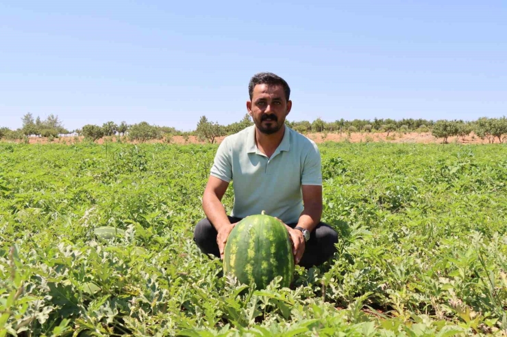 Türkiye’nin En Lezzetli Karpuzlarından Biri Şanlıurfa’da Yetişiyor