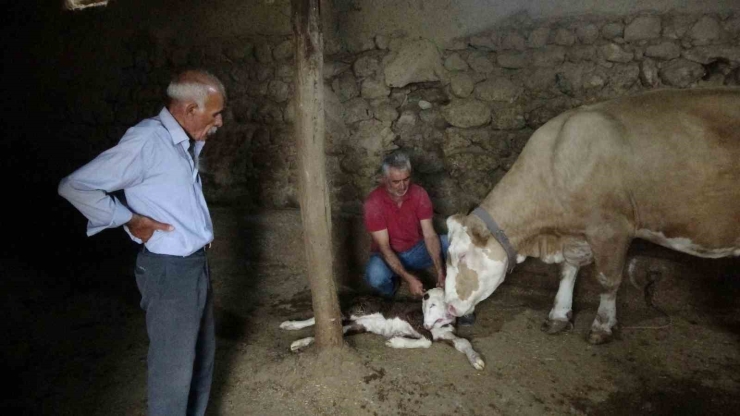 Malatya’da Çift Başlı Doğan Buzağı Şaşırttı