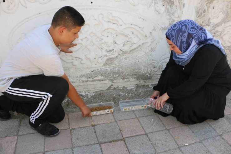Diyarbakır’ın Kavurucu Sıcağında Sokak Hayvanları Unutulmadı