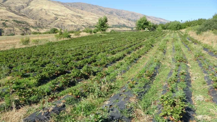 Malatya’da Çilek Hasadı Yüzleri Güldürüyor