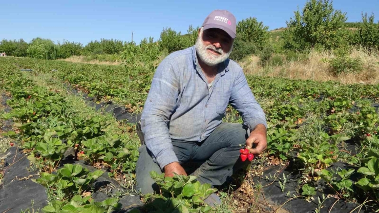 Malatya’da Çilek Hasadı Yüzleri Güldürüyor