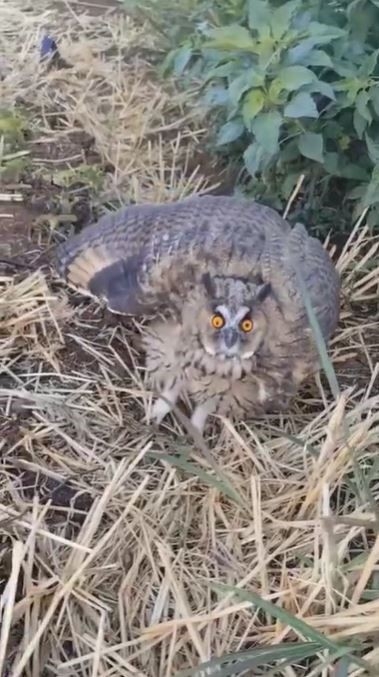 Siverek’te Nesli Tükenme Tehlikesi Altındaki Kulaklı Baykuş Görüldü