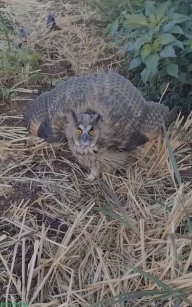 Siverek’te Nesli Tükenme Tehlikesi Altındaki Kulaklı Baykuş Görüldü