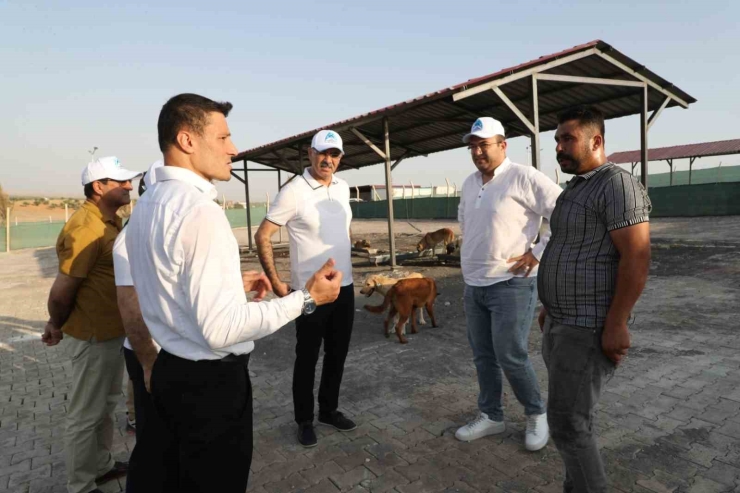 Eyyübiye, Sokak Hayvanları Sorununu Çözdü