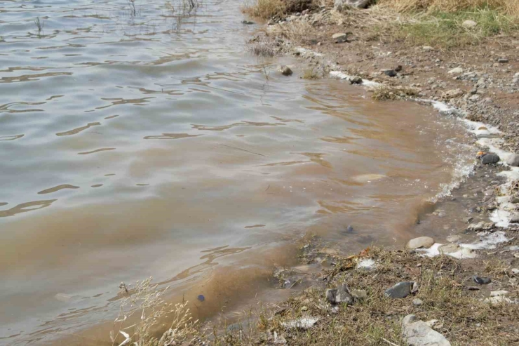 Dicle’de Vatandaştan Kıyı Düzenlemesi, Temizlik Ve Mesire Alanı Talebi