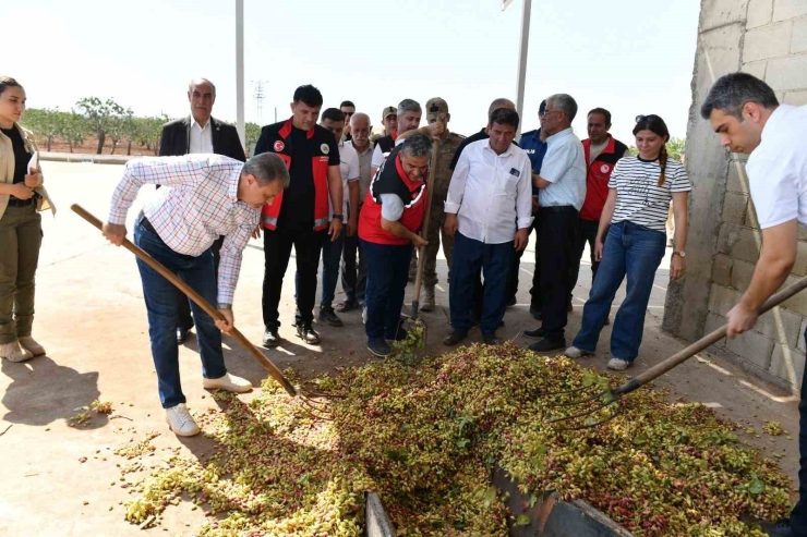 Şanlıurfa’da Boz Fıstık Hasadı Başladı