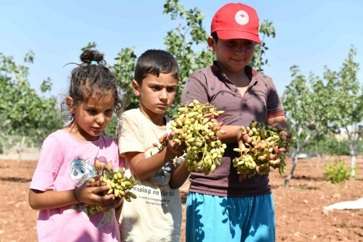 Şanlıurfa’da Boz Fıstık Hasadı Başladı