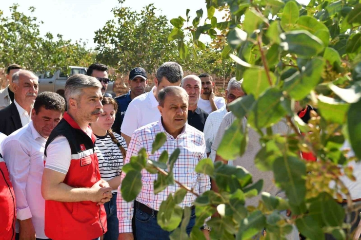 Şanlıurfa’da Boz Fıstık Hasadı Başladı