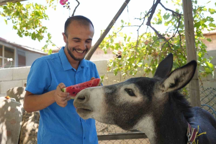 Annesi Ölen Eşeğe Gözü Gibi Bakıyor