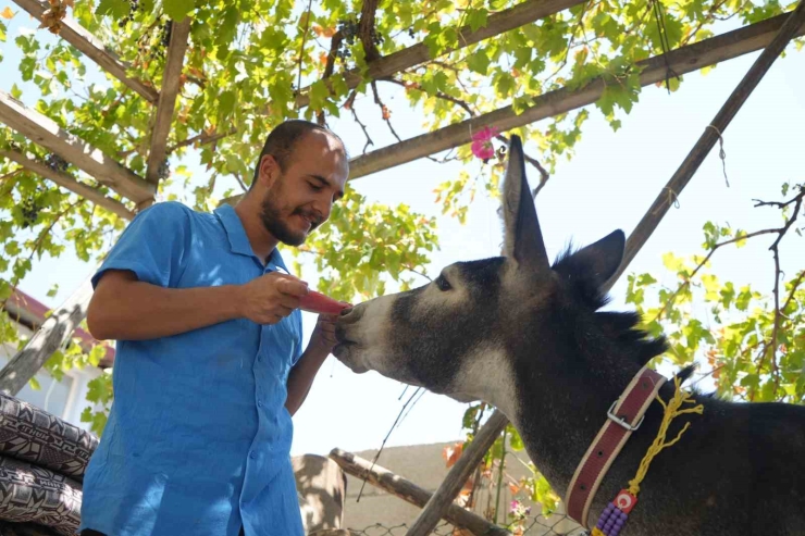 Annesi Ölen Eşeğe Gözü Gibi Bakıyor