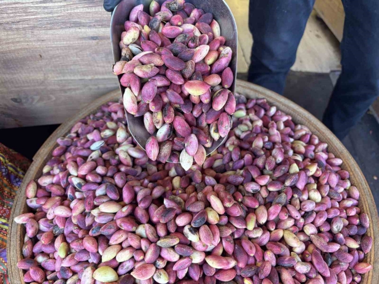 Yeni Mahsul Antep Fıstığı Tezgaha İndi