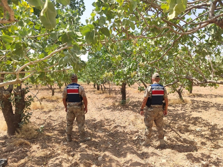 Jandarmanın Fıstık Nöbeti Başladı