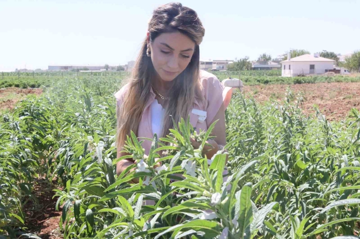 Urfa Susamı Yeniden Tezgahlara İnecek