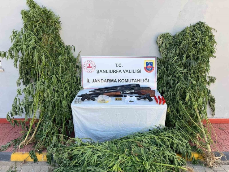 Şanlıurfa’da Uyuşturucu Operasyonu: 6 Gözaltı