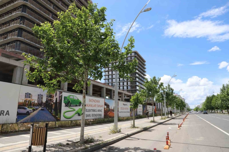 Diyarbakır’da Tedavi Edilen Ağaçlar Yeniden Yeşerdi