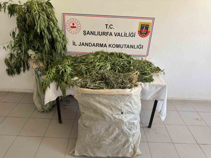 Şanlıurfa’da 2 Kilo Esrar İle 555 Kök Kenevir Ele Geçirildi: 3 Gözaltı
