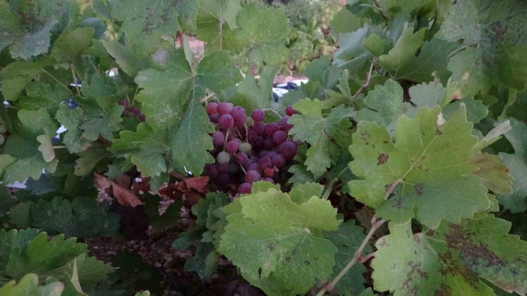 Malatya’da Kilosu 500 Tl’den Alıcı Bulan Kuru Üzüm Yüz Güldürüyor