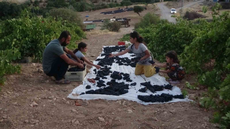 Malatya’da Kilosu 500 Tl’den Alıcı Bulan Kuru Üzüm Yüz Güldürüyor