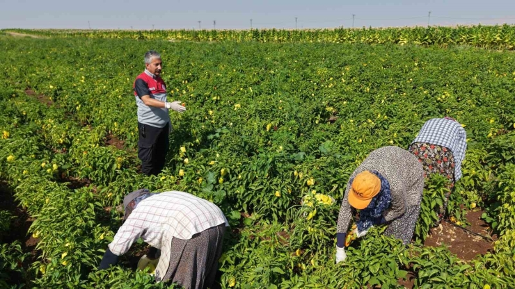 Adıyaman’da Biber Hasadı Başladı