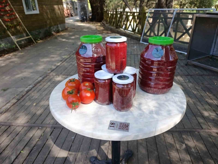 Malatya’da Kadın Kooperatifinden Organik Domates Hasadı