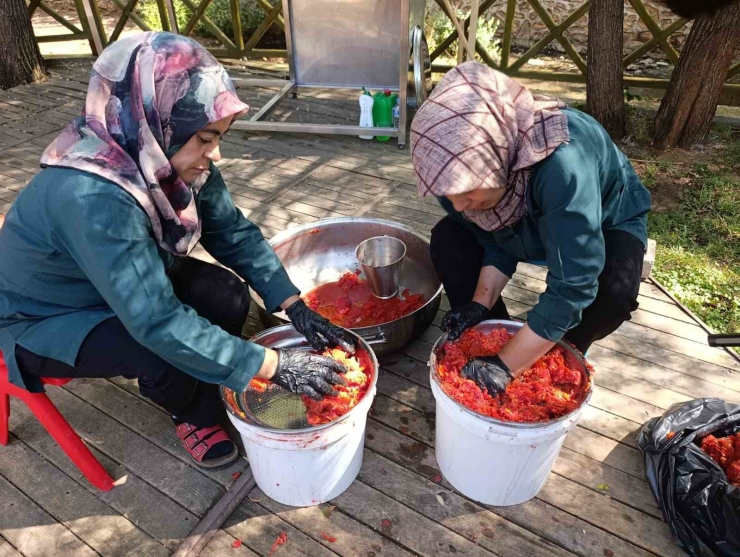 Malatya’da Kadın Kooperatifinden Organik Domates Hasadı