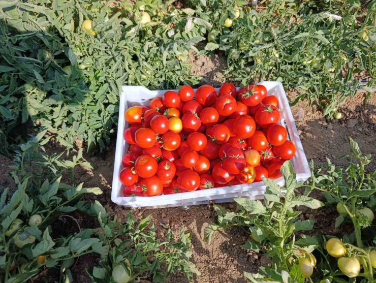 Malatya’da Kadın Kooperatifinden Organik Domates Hasadı