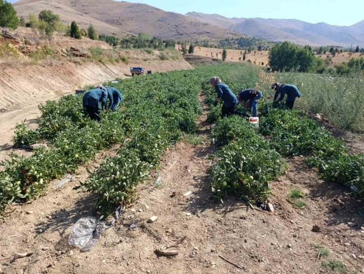 Malatya’da Kadın Kooperatifinden Organik Domates Hasadı