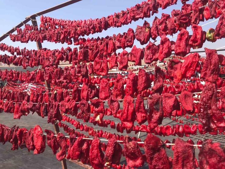 Şanlıurfa’da İsotun ’acı’ Serüveni Başladı
