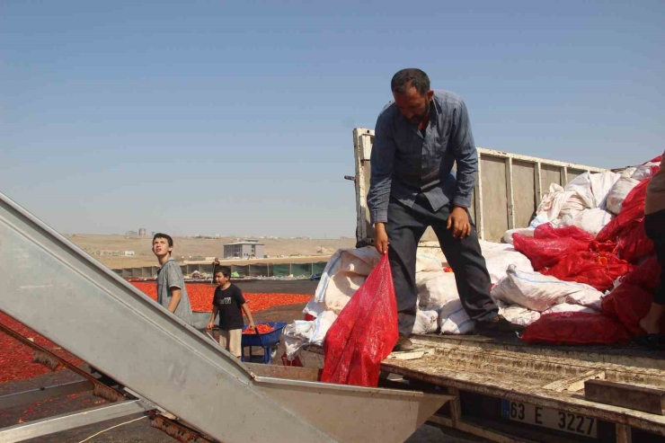Şanlıurfa’da İsotun ’acı’ Serüveni Başladı