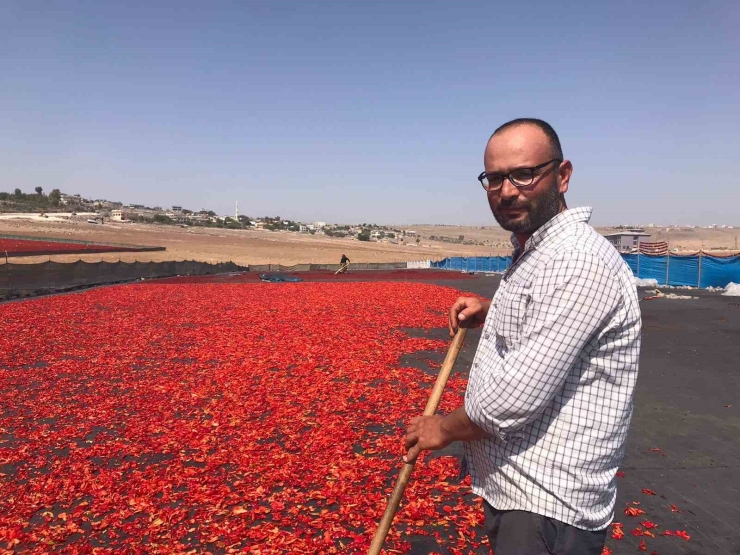 Şanlıurfa’da İsotun ’acı’ Serüveni Başladı