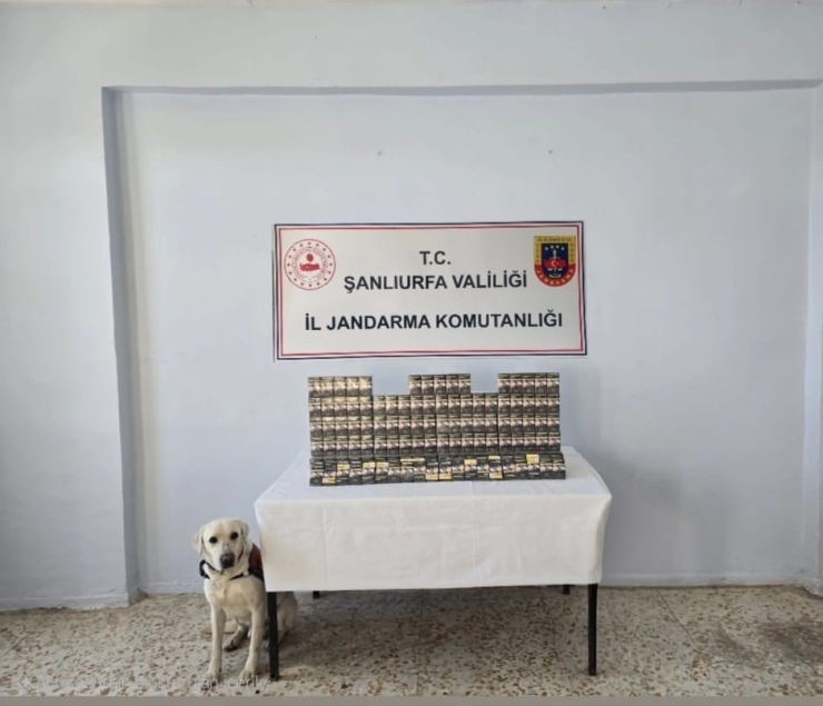 Şanlıurfa’da 7 Bin 777 Paket Gümrük Kaçağı Sigara Ele Geçirildi