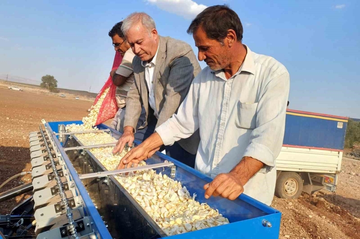 Araban Ovası’nda Tecilli Araban Sarımsağı Ekimine Başladı