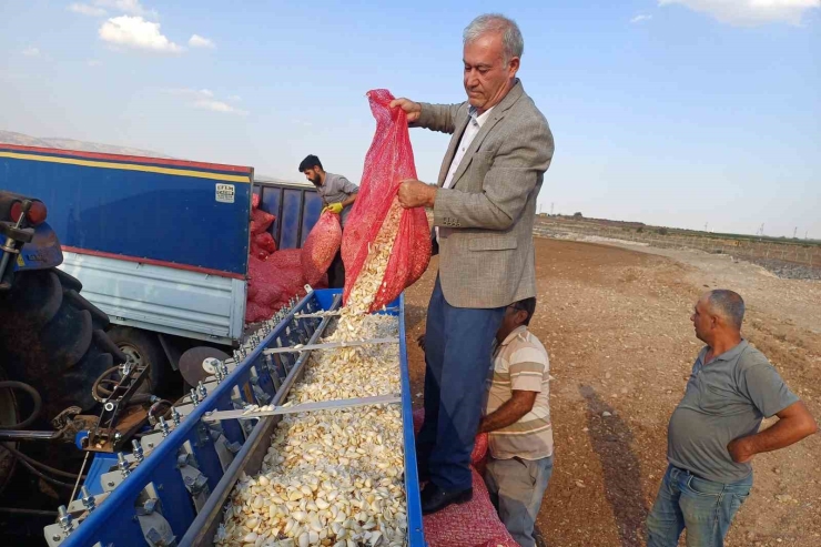 Araban Ovası’nda Tecilli Araban Sarımsağı Ekimine Başladı