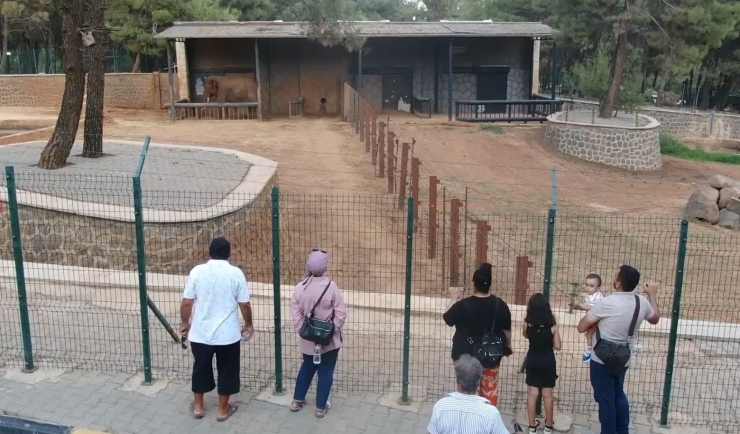 Gaziantep Doğal Yaşam Parkı’nın Tüp Bebek Fili Gabi’ye Asyalı Eş Aranıyor